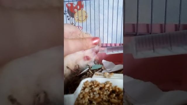 Ручная поилка для хомяков смотреть онлайн