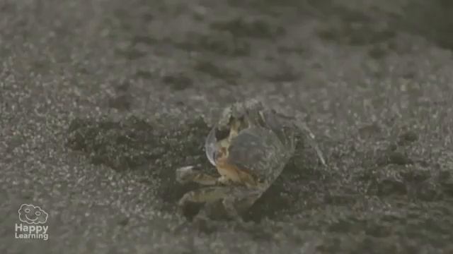 Seres Vivos Las Funciones Vitales смотреть онлайн