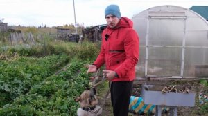 Собака давит куриц. Решение проблемы 1 часть