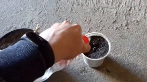 Хризантема мультифлора Размножение черенками