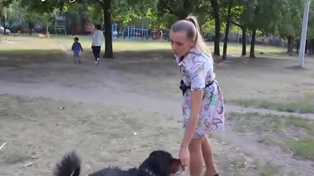 Как научить собаку команде "Лежать" без жестов? Учим команду лежать по видео обучению смотреть онлайн