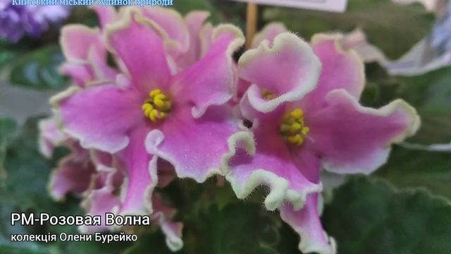 Виставка фіалок та інших кімнатних рослин 2021 3-6 березня Ч0 смотреть онлайн