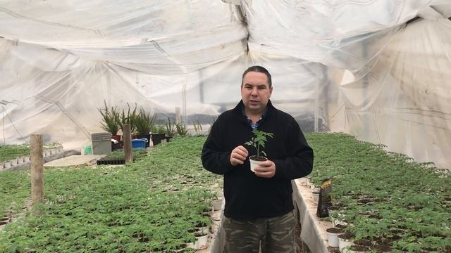 Как вырастить рассаду? Версия 3.0 - интенсивное возделывание. смотреть онлайн