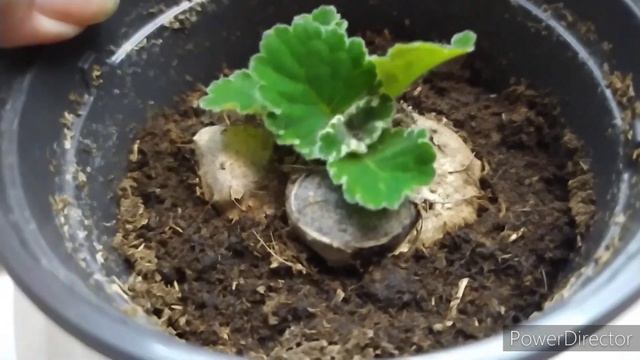 КЛУБЕНЬ ГЛОКСИНИИ ЗАГНИЛ, ОБРАБОТАЛА, РОСТЕТ. смотреть онлайн