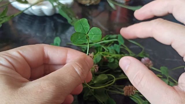 Обереги для дома. Магические свойства Клевера и Василька ☘️??? смотреть онлайн
