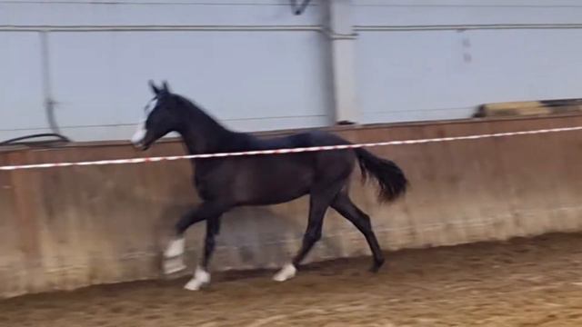AKHAL-TEKE COLT GAYAR-SHAEL `2020 смотреть онлайн
