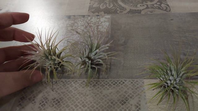 Атмосферные тилландсии. Новые приобретения смотреть онлайн