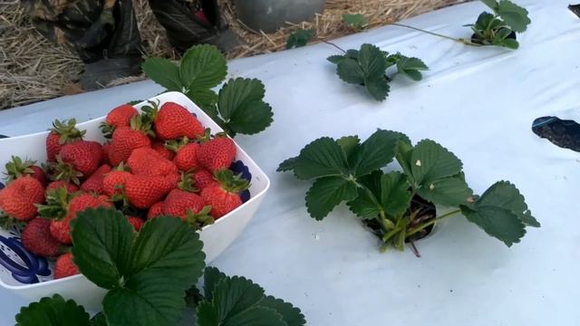 Клубника в Сибири 21 сентября 2019г. смотреть онлайн