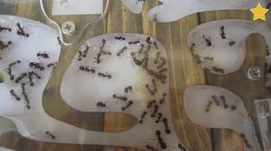 Муравьи Размножаются Без Матки!