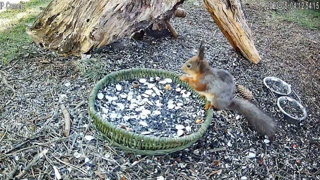 Завтрак у птиц и белочки #Нижний Новгород Россия смотреть онлайн