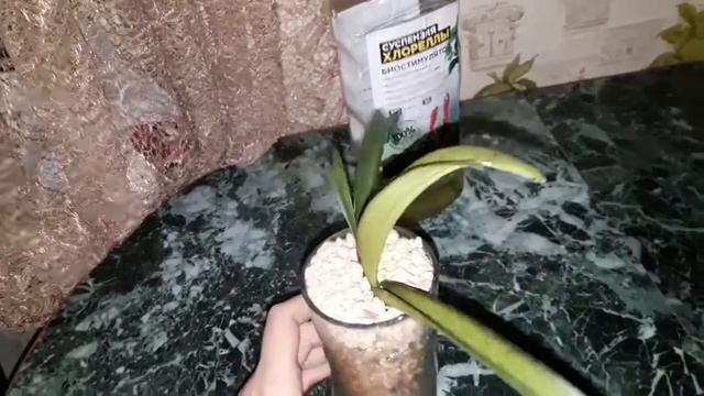 Реанимация орхидеи Ванды без корней. смотреть онлайн