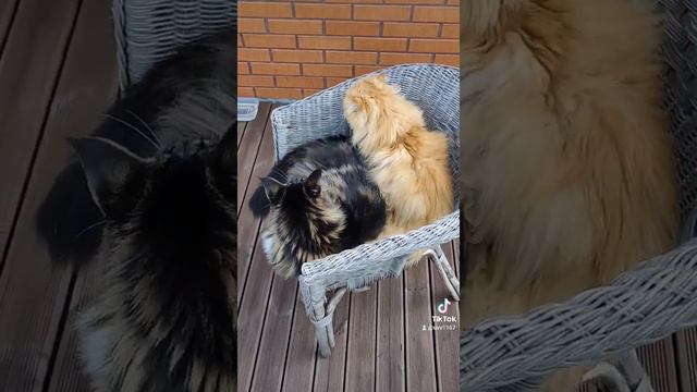 МЕЙНКУН ЛИОН И ПЕРСИДСКИЙ МАРС НА УЛИЦЕ ОТДЫХАЮТ... смотреть онлайн