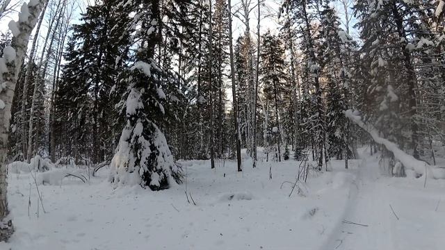 Поймал бобра\Сделали заготовки под лыжи\Лесорубы добрались и до нашей тайги( смотреть онлайн