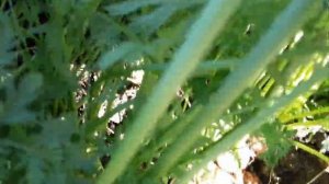 Укладка тротуарной плитки / Сухая смесь / Пошаговая инструкция