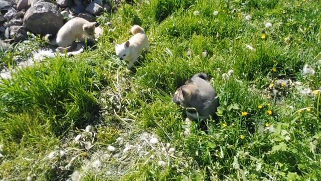 ПРОДАЮ щенков западносибирской ЛАЙКИ 07/06/2022/ ЧИХУАХУА и ЛАЙКА смотреть онлайн