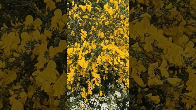 Такие красавцы - голландская парочка Дрок и Купырь! смотреть онлайн