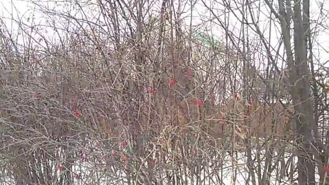 Продолжаем рисовать,гололёд в Благовещенске смотреть онлайн