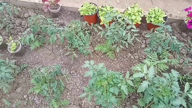 Жара в теплице, полив, конденсат,притенение.Мой опыт. смотреть онлайн