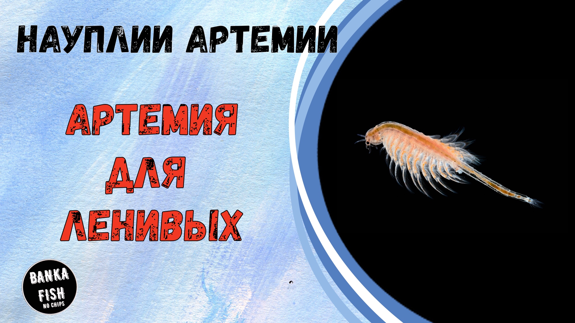 Выведение науплии артемии без аэрации. Декапсулированные яйца артемии. Инкубация яиц рачка артемии. смотреть онлайн