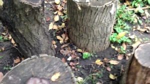 Выращивание грибов в саду  на пеньках