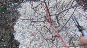 Осенняя обрезка голубики (перезалито)