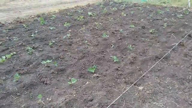 Посадка клубники Кабрилло, Крапо 10, Фурор смотреть онлайн