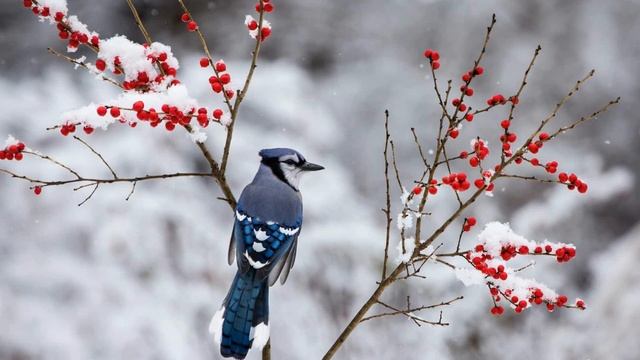 Пение птиц - Сойка смотреть онлайн