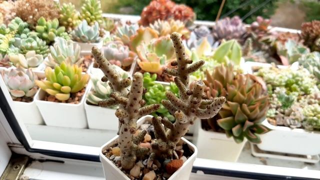 Тилекодон Бухгольца. Уход. смотреть онлайн