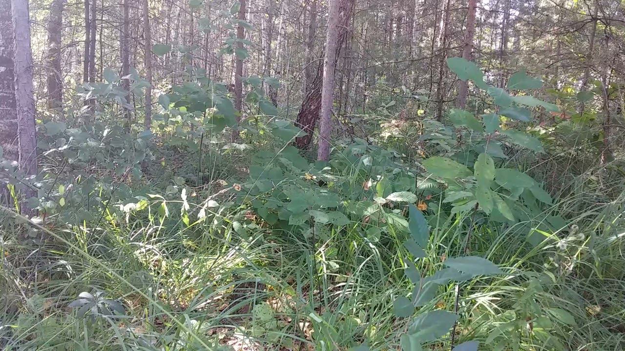 В сосновом лесу...