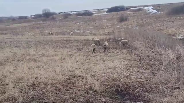 #алабай #сао ? Прогулка. Размышления о щенках. ? смотреть онлайн