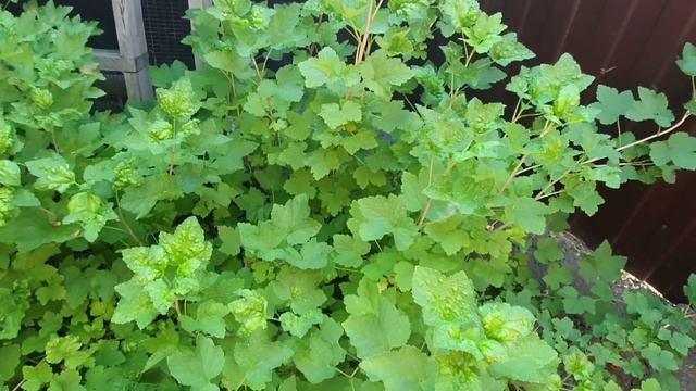 Галловая тля на смородине: пришло время от нее избавиться смотреть онлайн