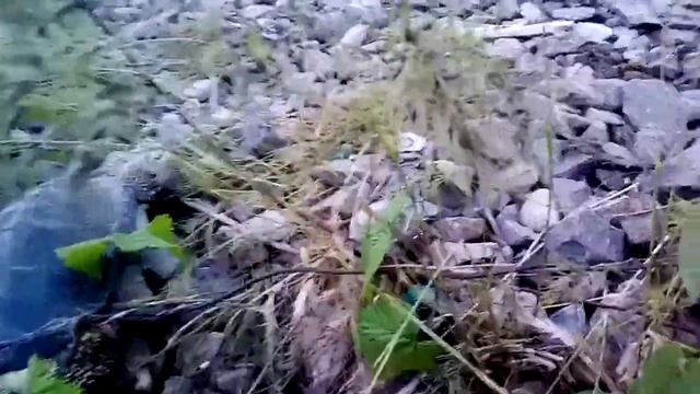 Мёртвые черепахи смотреть онлайн