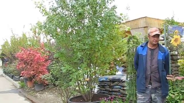 Клен красный "Сан Валлей" смотреть онлайн