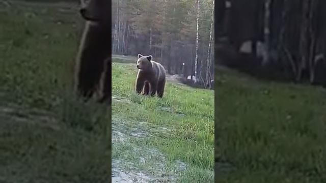 Nord-News: Медведь у трассы Мурманск-СПб выпрашивал у водителей еду. Видео Ольги Быстровой смотреть онлайн
