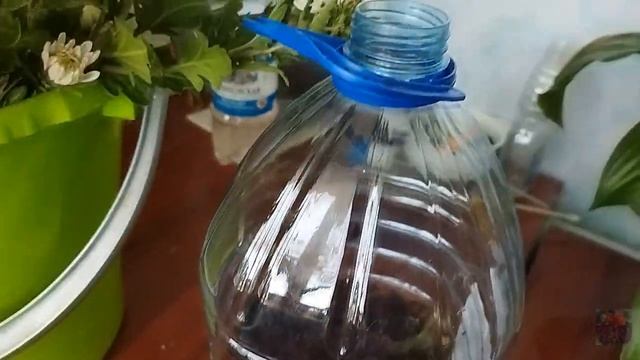 БЕЛЫЕ ХРИЗАНТЕМЫ МУЛЬТИФЛОРА ТЕПЕРЬ ЦВЕТУТ НА ЛОДЖИИ смотреть онлайн