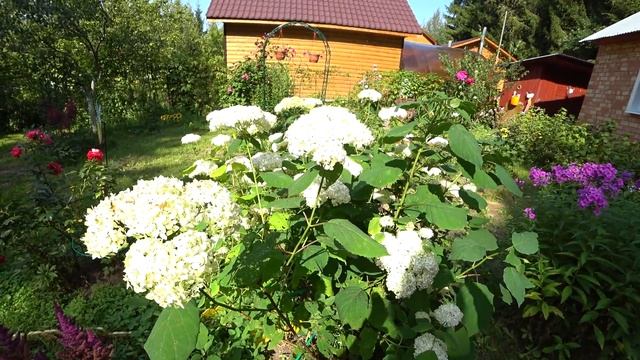 ЦВЕТУЩАЯ ГОРТЕНЗИЯ - РЕЗУЛЬТАТ ВЕСЕННЕЙ ОБРЕЗКИ смотреть онлайн