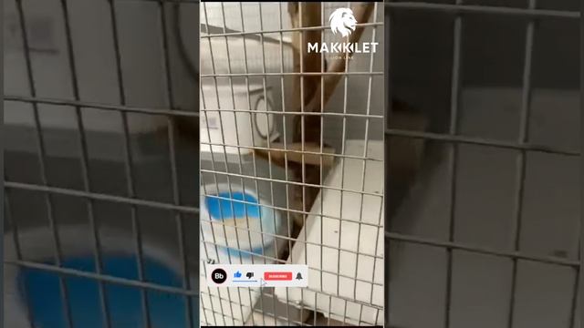 Отзыв о клетке для шиншиллы 48х82х170см. смотреть онлайн