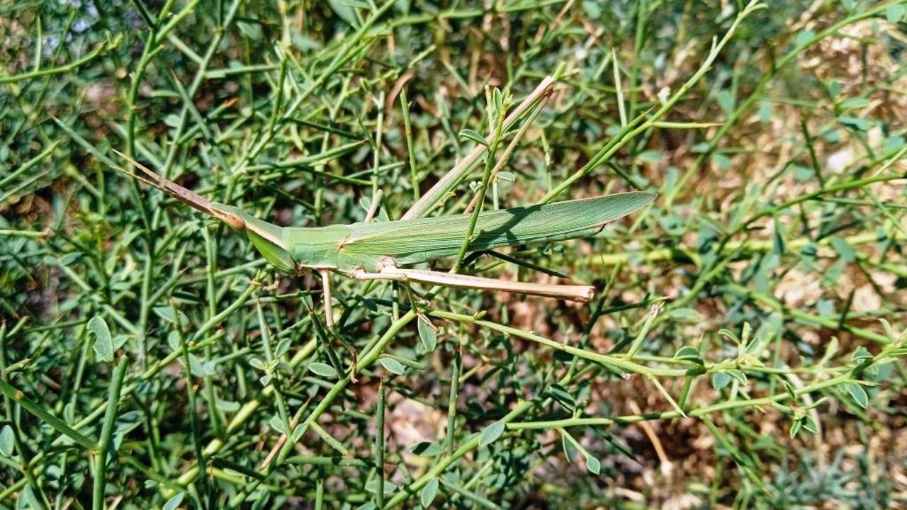Акрида обыкновенная ( Acrida bicolor ) смотреть онлайн