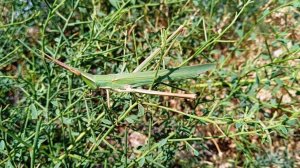Акрида обыкновенная ( Acrida bicolor )