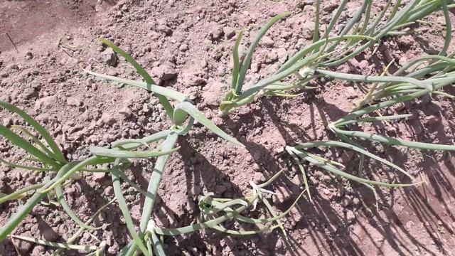 Чем полить лук, чтобы перо не желтело, а головка выросла крупной и здоровой смотреть онлайн