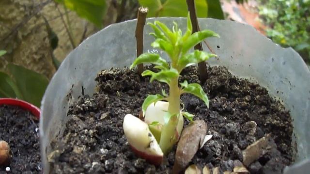 Germinação de Amêndoas (Prunus dulcis) смотреть онлайн