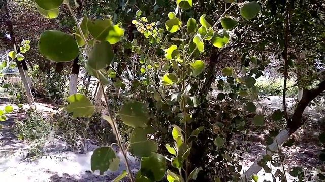 УЗБЕКИСТАН ХОРЕЗМ УРГЕНЧ вело покатушки смотреть онлайн