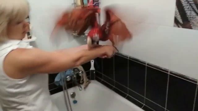 Попугай Ара любит мыться. Попугай принимает душ смотреть онлайн