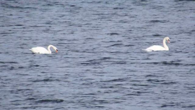 Лебеди в Сибири