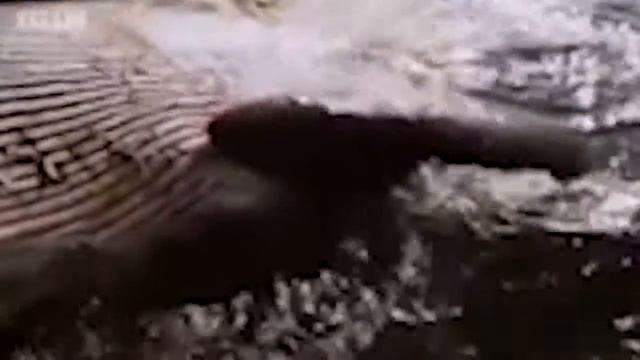 МЕГАЛОДОН ПРОТИВ КИТА ДОКАЗАТЕЛЬСТВА СУЩЕСТВОВАНИЯ МЕГАЛОДОНА смотреть онлайн