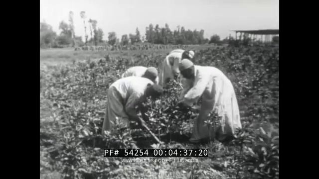 1960s SOVIET FILM EGYPT OUR ARAB ALLY NASSER ERA Part 1 of 2 SUEZ CANAL & CAIRO 54254 смотреть онлайн