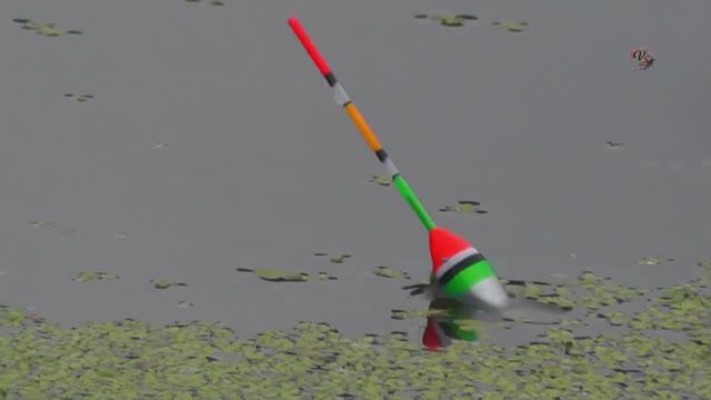 🐟 Подборка КРАСИВЫХ ПОКЛЁВОК летом на Поплавок. Fishing angeln la pesca câu cá memancing Fish ประมง смотреть онлайн