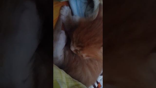 Утренняя гигиена нашего котенка ))) смотреть онлайн