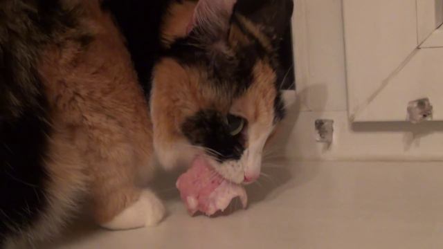 Кошка анаконда/Cat anaconda смотреть онлайн