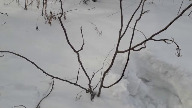 Нарезание ветвей с тополя белого пирамидального для сбор пыльцы смотреть онлайн